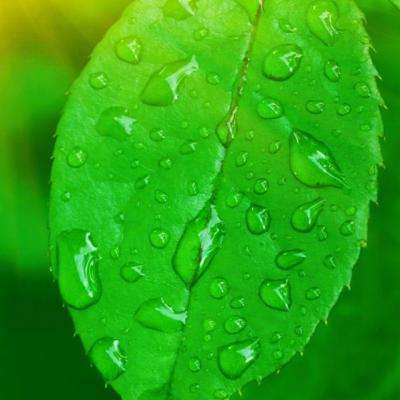 加拿大28下载手机版